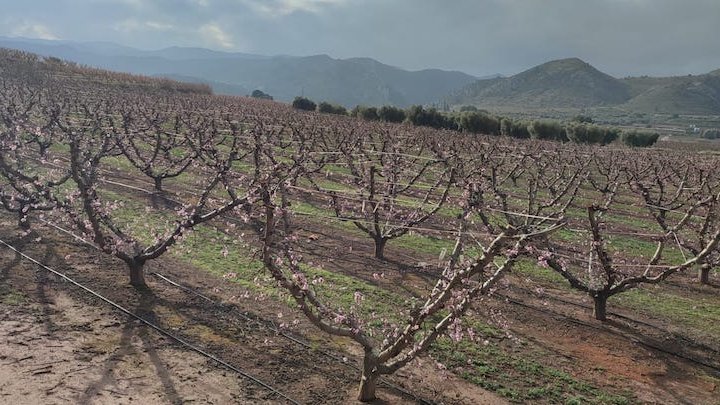 FRUTALES 🌱 La #NutriciónVegetal en el #melocotonero, el factor clave para una cosecha de alta calidad. 🍑

✍️ AA.VV. | Grupo Nutrición y Postcosecha de #CultivosFrutales, <a href="/EEAD_CSIC/">EEAD - CSIC</a>. <a href="/fita_aragon/">FITA - Aragón</a>.

Más información ⬇️
agronegocios.es/vida-rural/fru…