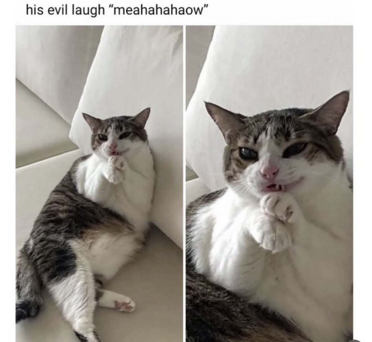 contents that ll heal your depression 🌻 (@catshealdeprsn) on Twitter photo 