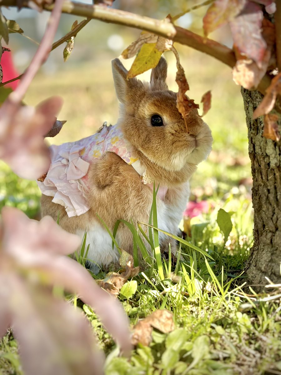 さむくなったね
＼またおさんぽいきたいな🍂／