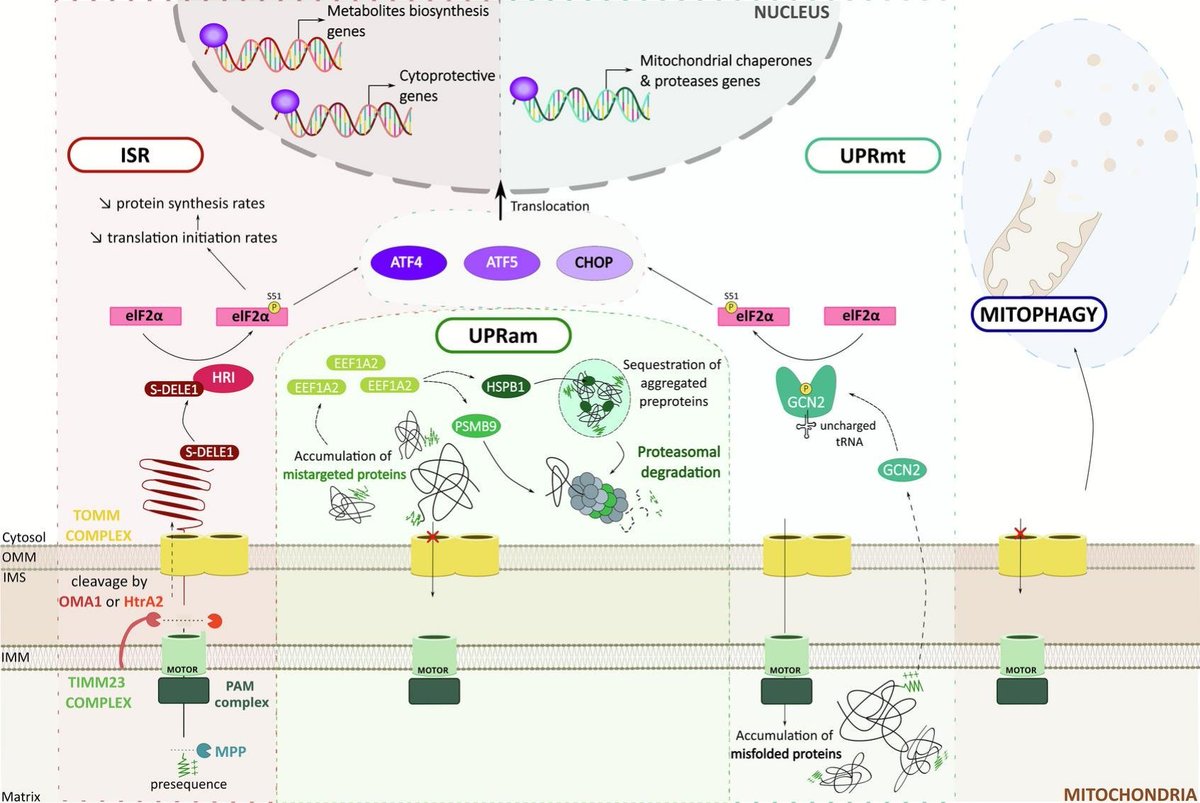 This review highlights the critical role of mitochondrial protein import in cellular and mitochondrial stress response, and in disease pathogenesis &amp; emphasizes  potential of mitochondrial protein import as therapeutic target.
sciencedirect.com/science/articl…