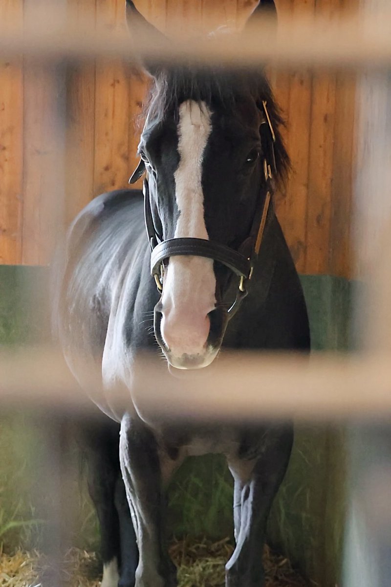 イクイノックス 