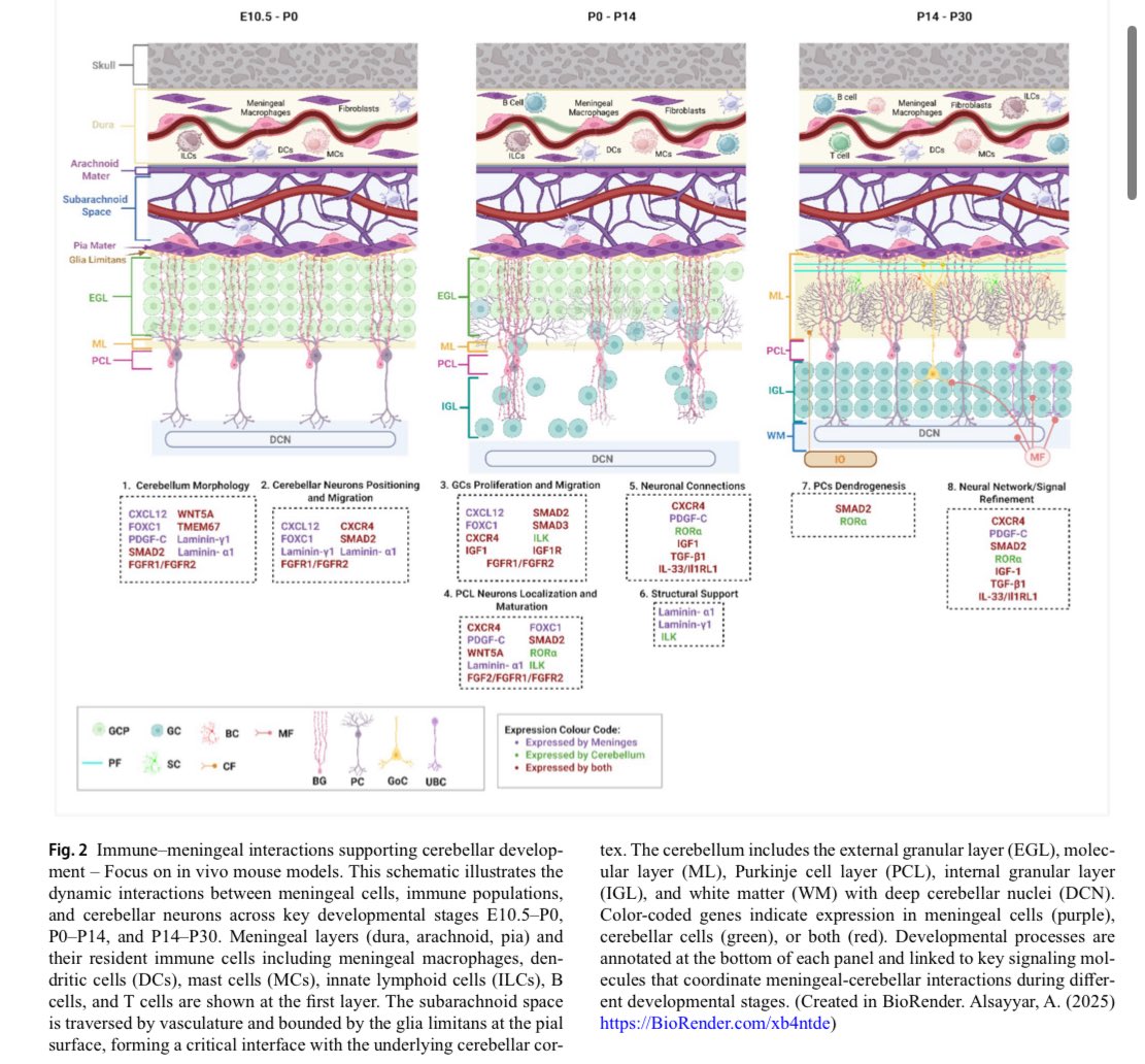 a_moono's tweet photo. Thrilled to announce the publication our review: “The meningeal–cerebellar axis: a new perspective on cerebellar development.” @SpringerNature 
This work highlights the importance of  meningeal immune cells in shaping cerebellar maturation 🧠 
Read here 👉 https://t.co/xFlw4ViEIa https://t.co/7qv3gv75qd