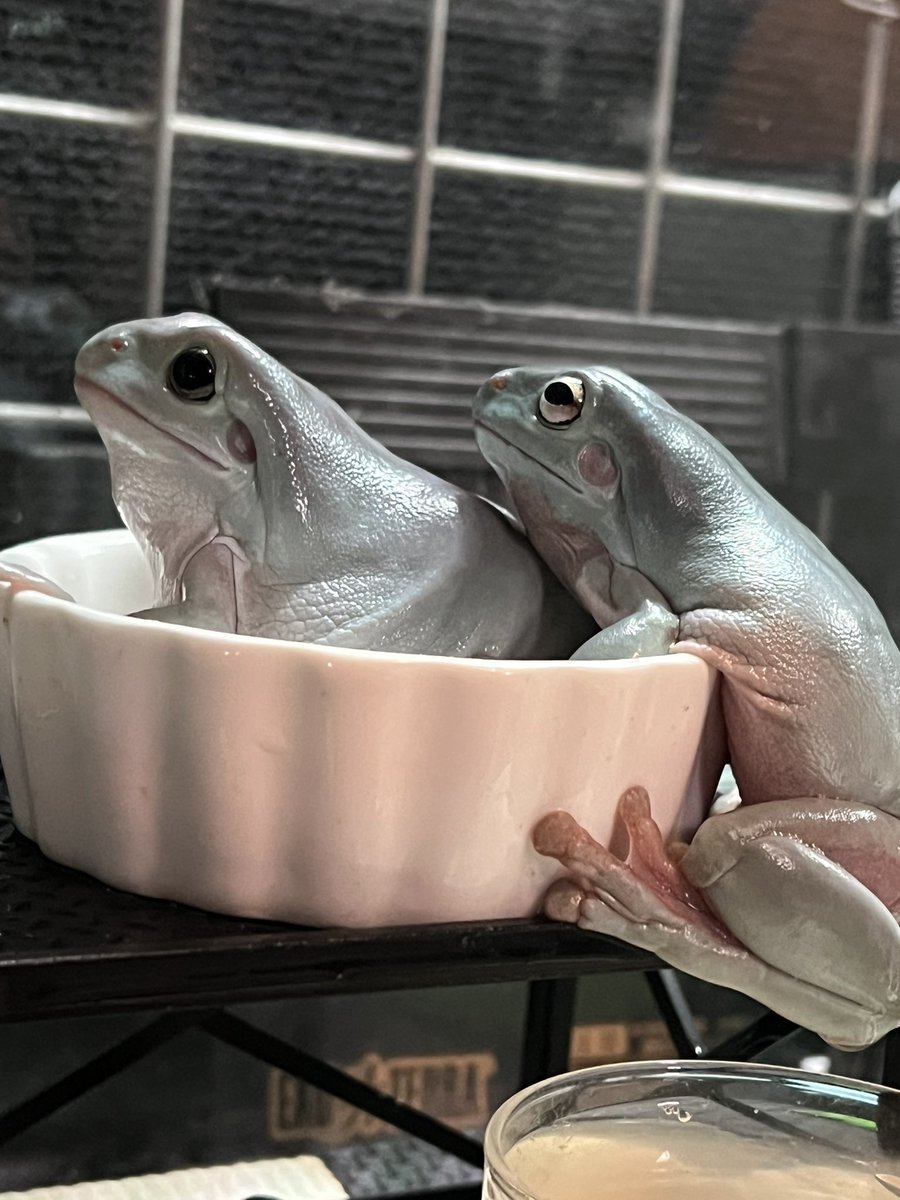 可愛いカエルです ｶｴﾙｶﾜｲｲﾃﾞｽ🐸