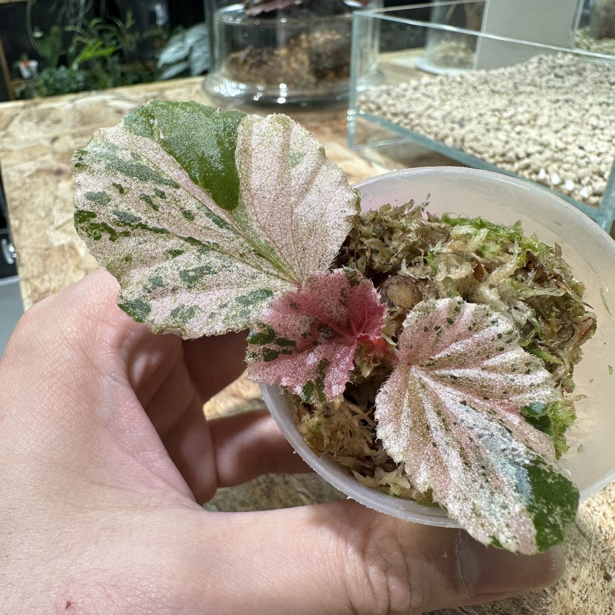 可愛すぎるBegonia選手権