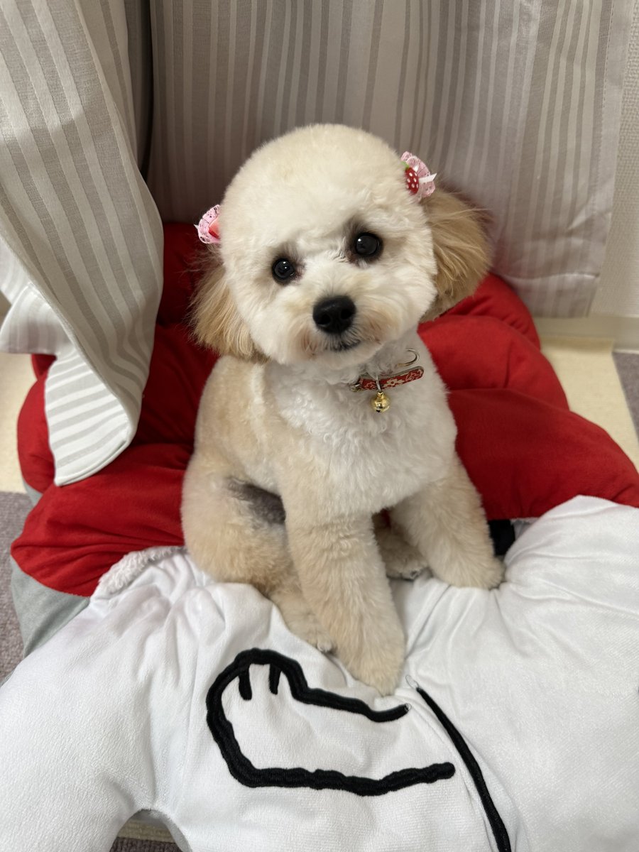 fioreO_O's tweet photo. @gekkan_wanko 6ヶ月の女の子ポドです🐶💜 https://t.co/dbzdR06mpS