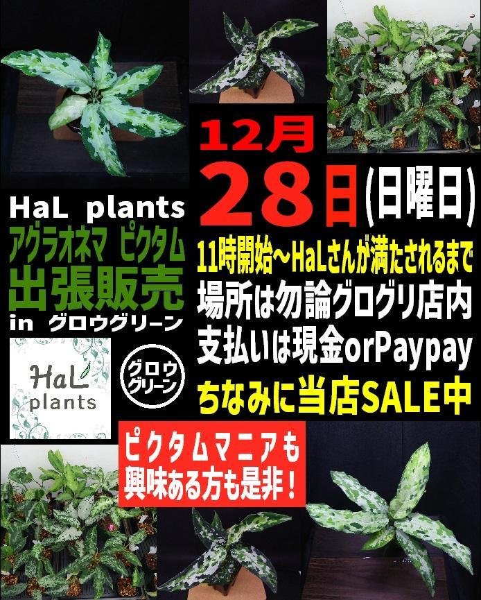 はる🌱HaL plants🌱 (@HaL_plants8284) / Posts / X