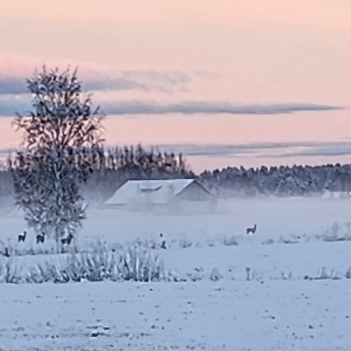 norolahti's tweet photo. Taianomainen hetki
#luonnonluomaa https://t.co/TlQk3iboA8
