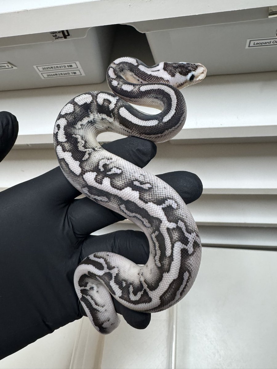 asahi 🐍@ α R's⚜️12/20でらなごや🏯 (@asahi_royals) / Posts / X