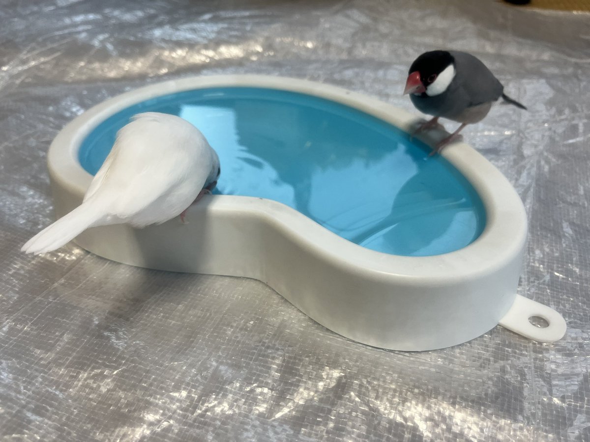 いっしょだとすぐ入るね