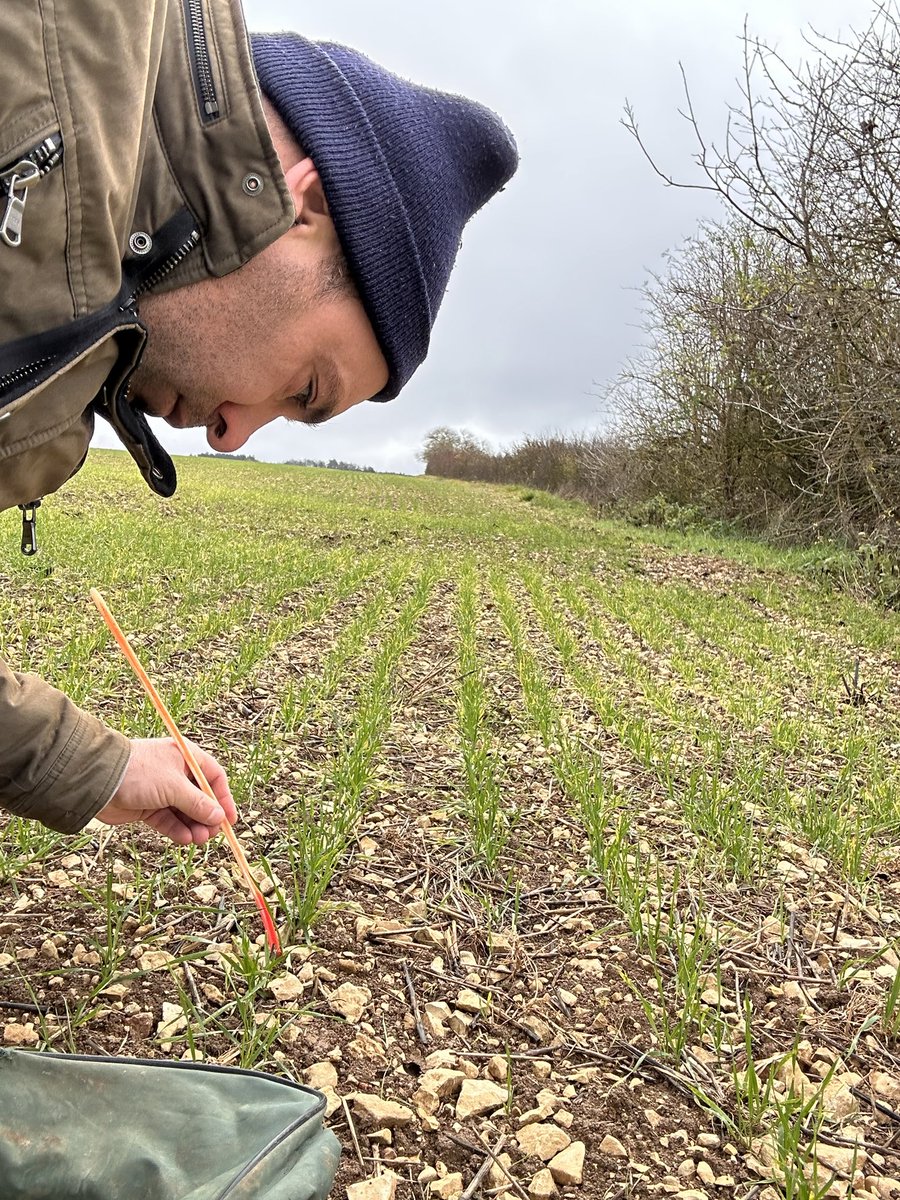 BONNIN1402's tweet photo. #CalendrierdelAvent des céréales ; jour 5 et fin de semaine. 
Le vendredi c’est peut être Padi…

Mais qu’est ce que les Agro font à 4 pattes le long d’une haie 🌳 ?

#Puceron #JNO 🦠 https://t.co/jz7ezysd6I