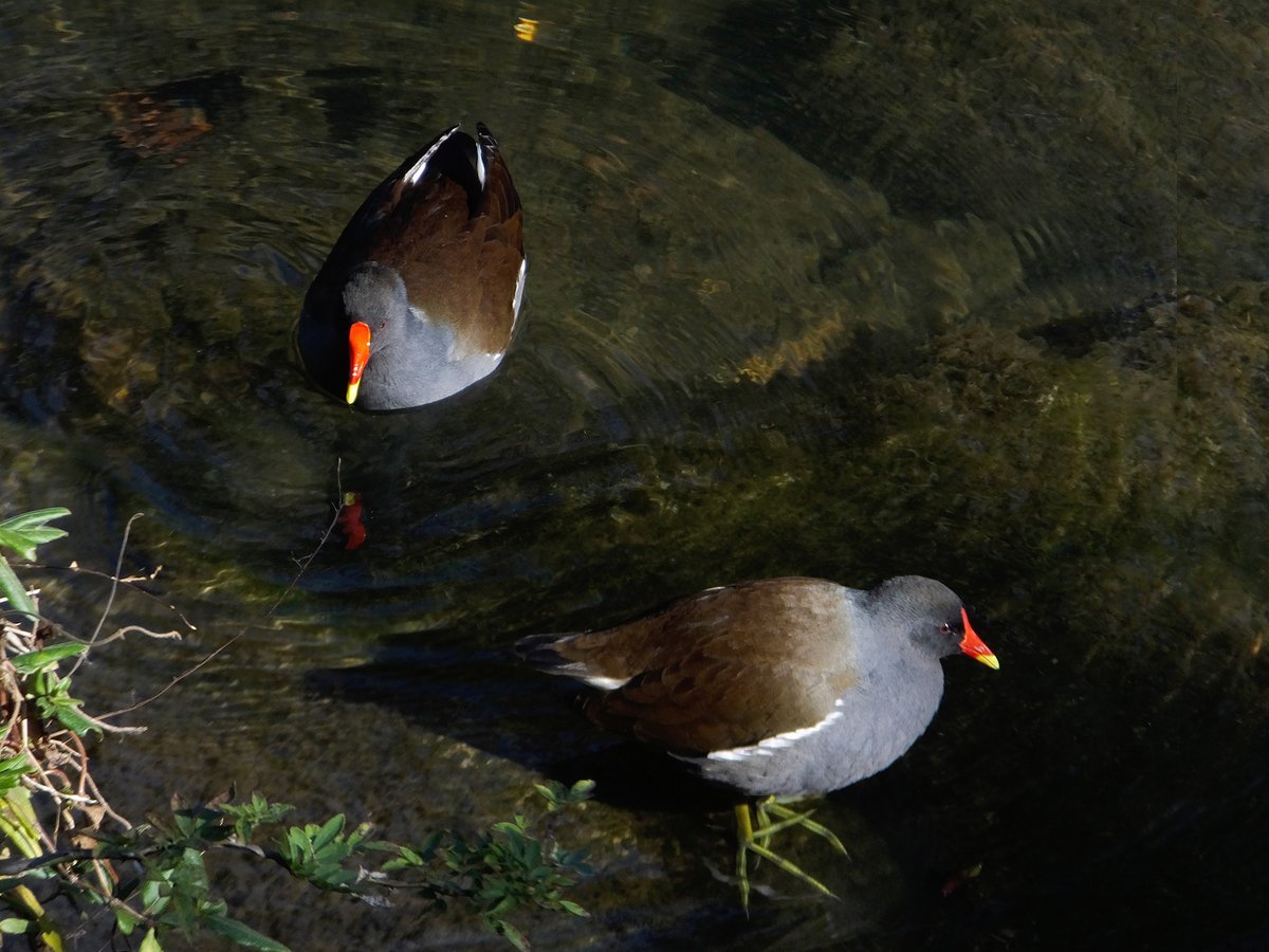 Frank (@Frank16384) / Posts / X