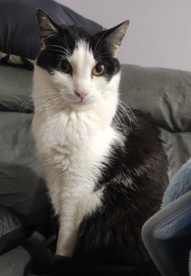 RaksMcFrost's tweet photo. SOBRE AS PRINTS

Vou manter o valor das prints com desconto por conta do tratamento do meu gato que agora precisa tomar soro pro resto da vida por causa de um problema renal.

Então ao comprar uma print, você também está ajudando diretamente meu gatinho💜

https://t.co/vPlsCS6uHK https://t.co/pH38CsL0dF