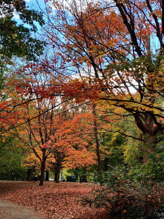 It’s #FoliageFriday in Prospect Park! The park’s woodlands are still glowing with fall color for just a final few days. We’re grateful to care for these beloved landscapes and to share this season’s beauty with all in our community. Thank you for the photo IG user nikolay_nyc.