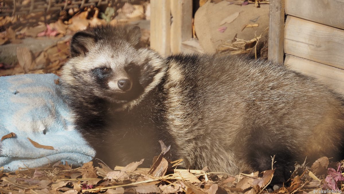 六/写真 (@roku6photo) / Posts / X