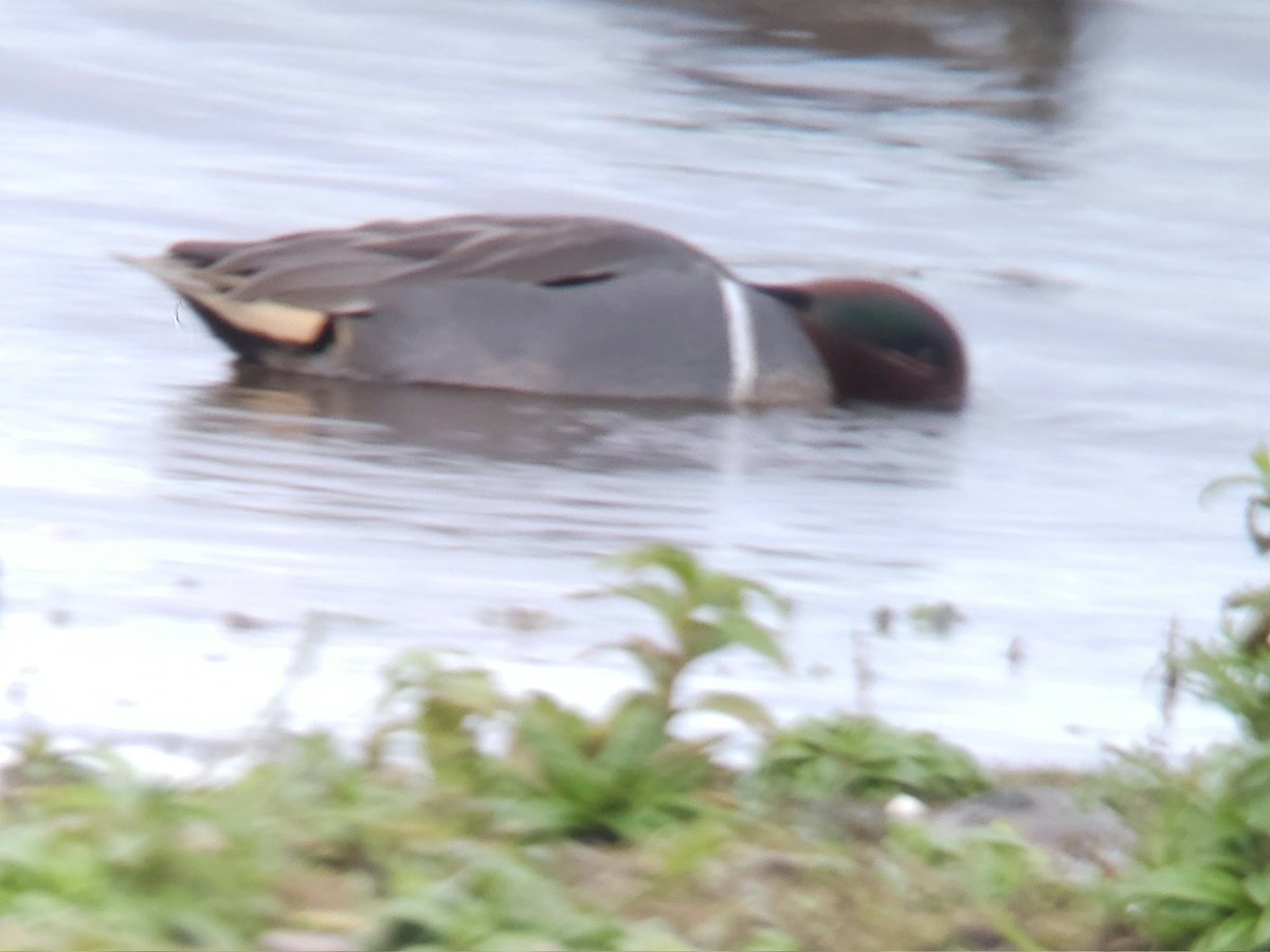 Kenmat48's tweet photo. Record shot of green winged teal at #Belvide today. https://t.co/6PmCkDuWkk
