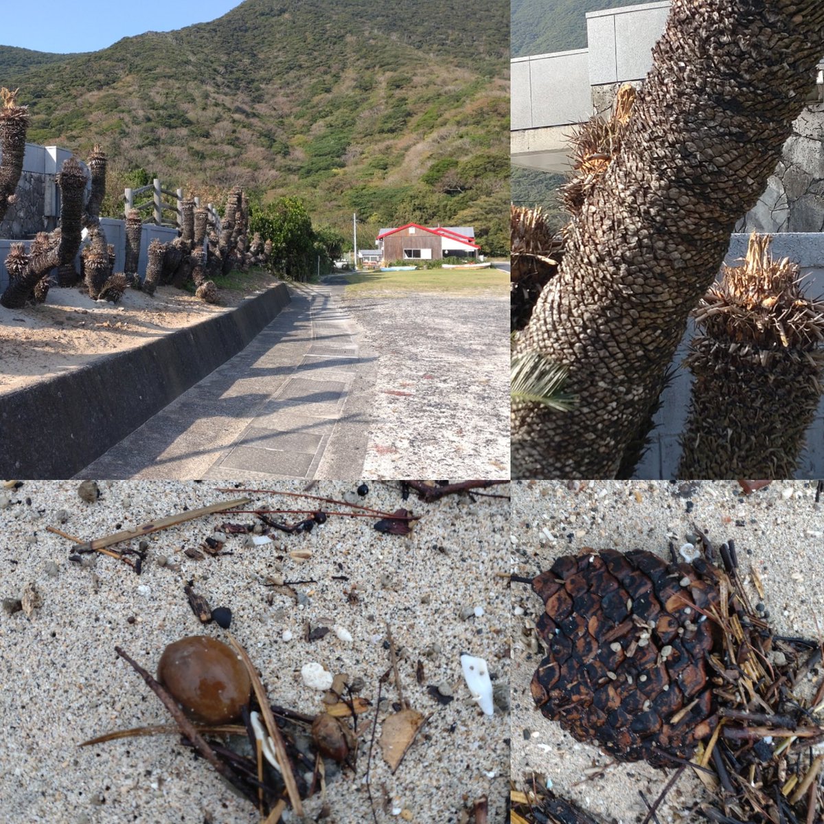 奄美のソテツは一度絶えるしかないのだそうだ。 4.5年前なら何とか