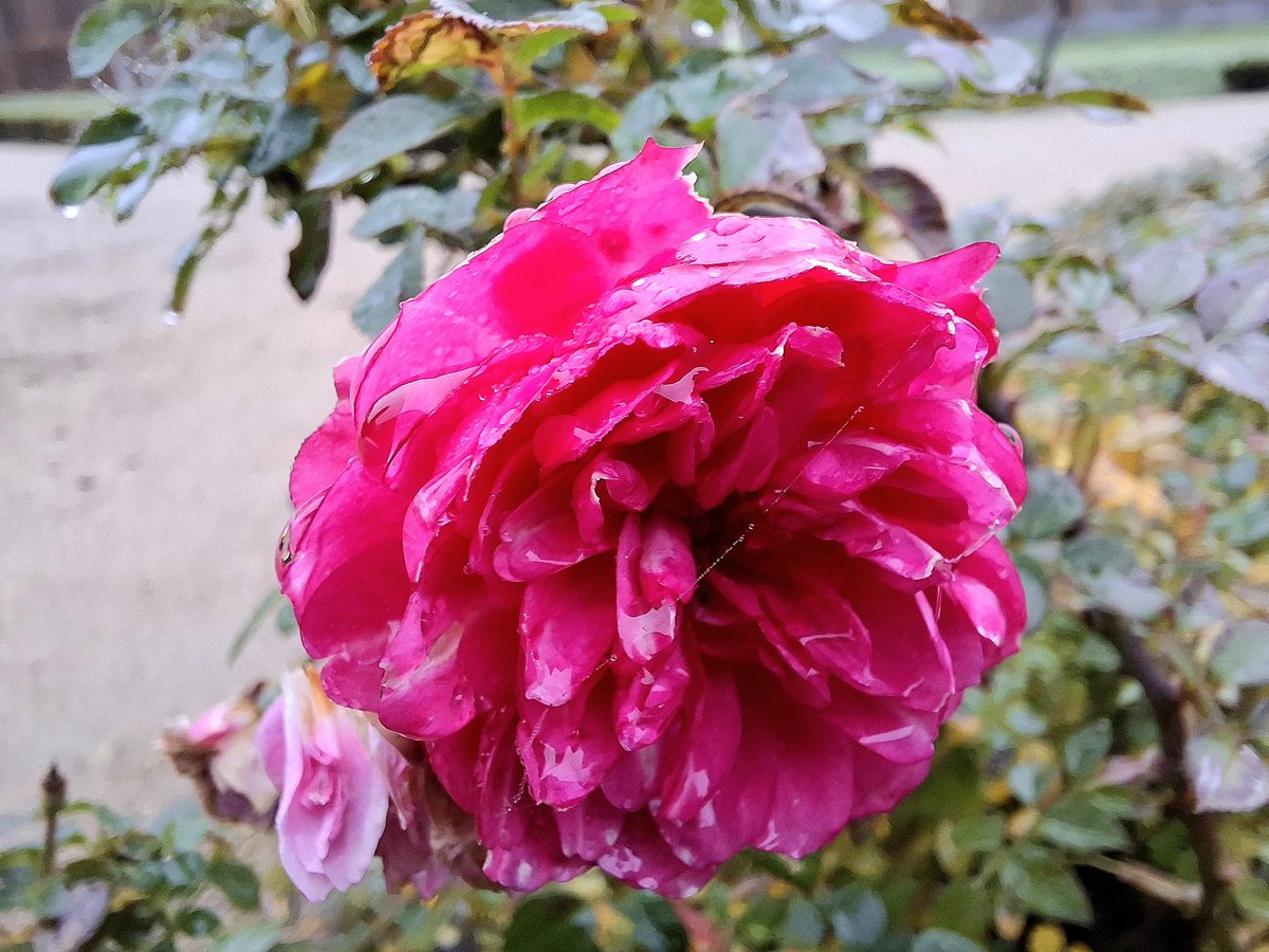 Einen schönen Start ins Wochenende wünsche ich euch! 😃❄️🌹❄️🙋‍♀️ #FridayFeeling