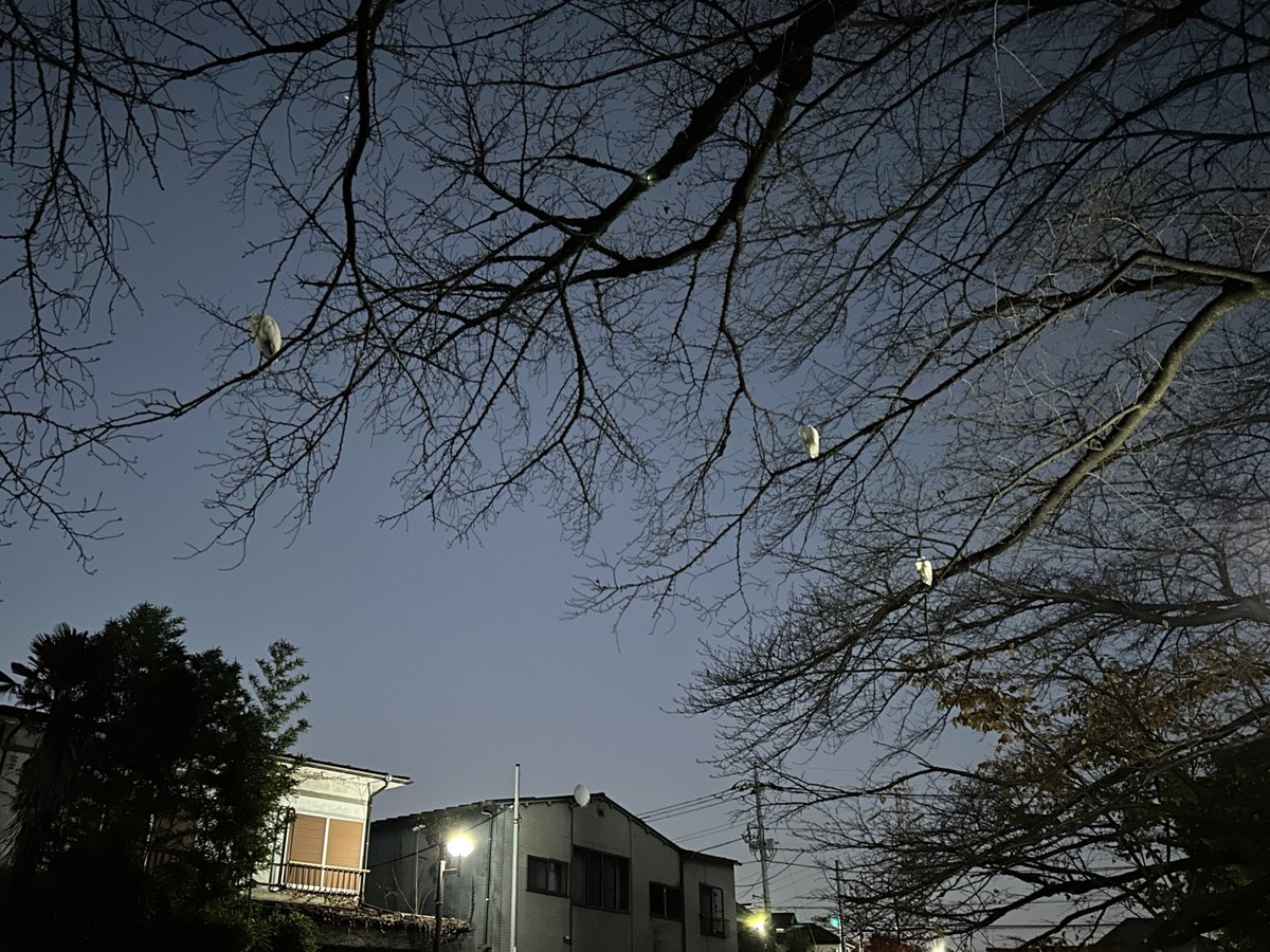 コミティアの申込のことを忘れて散歩に行ってしまい、サギなどを見ていた　途中で思い出し、急いで帰りました