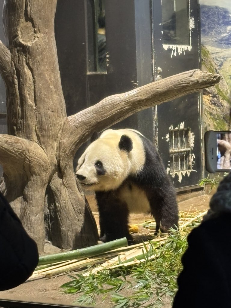 シャオくん🐼💚レイちゃん🐼🧡また来週もいっぱい会おうね☺️ 大好き
