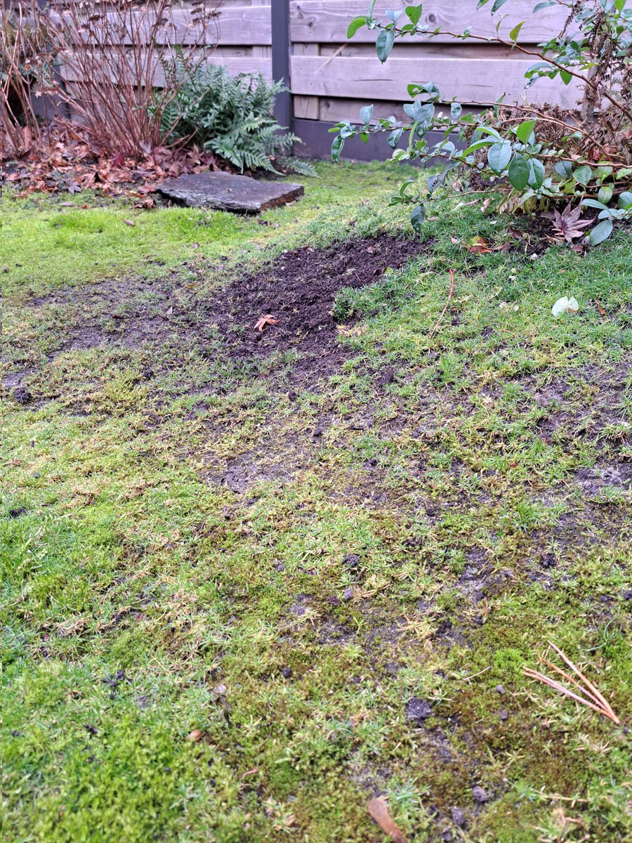 Bijna een zenuwinzinking krijgen omdat je ziet dat 'n merel je mooie 'mostuin' vakkundig aan het omspitten is. Tja, ik kan dat 💪🏻😫💚🎈