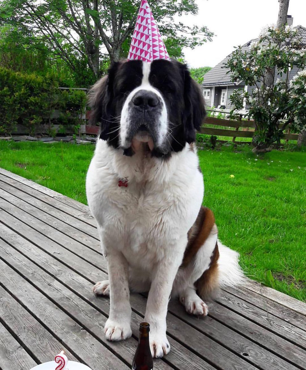 Two years of pure majesty and... this party hat. 🙄 Where's the cake and my (root) beer?! 🍻🎂 Happy birthday to me!