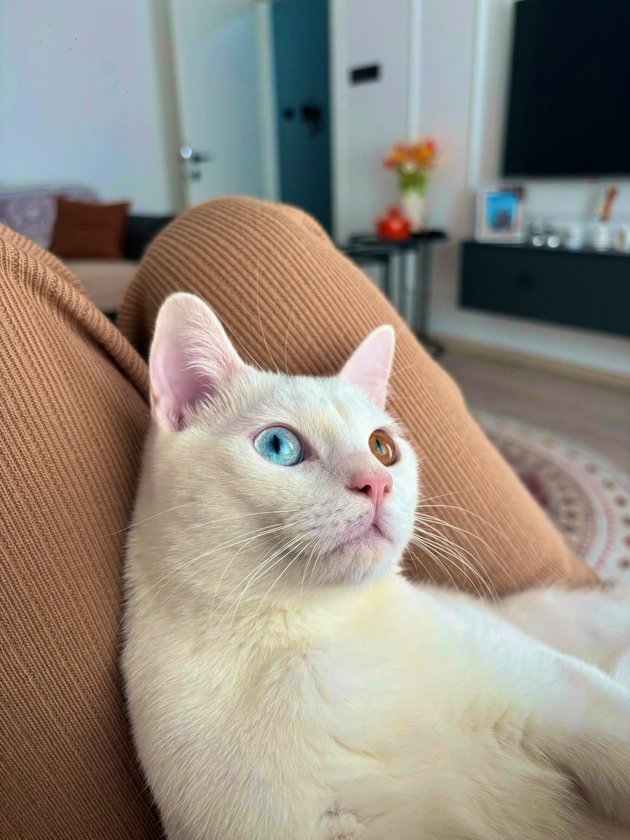 dbyucel's tweet photo. Kedomla canım cicim diye kucaklaşırken bir anda savaşta buluyorum kendimi 🥹 https://t.co/JsacIE5VW1