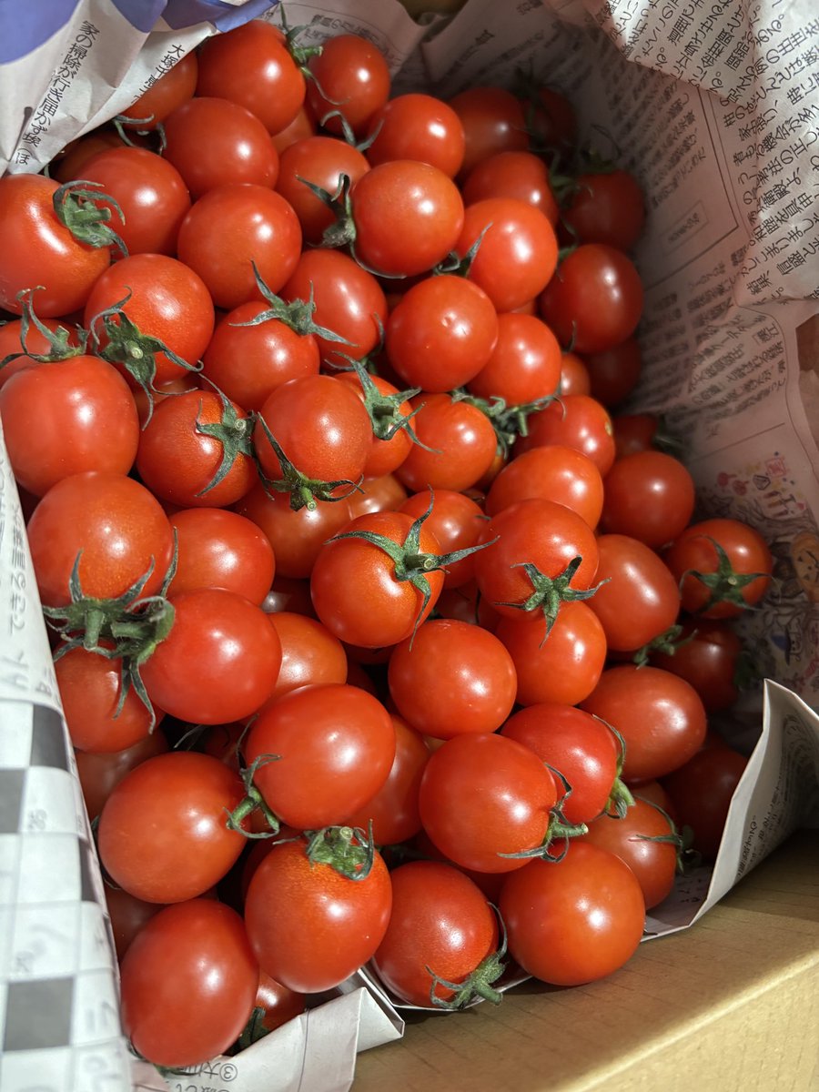 宮本さん( @MINITOMATO1984 )のミニトマトがきたー