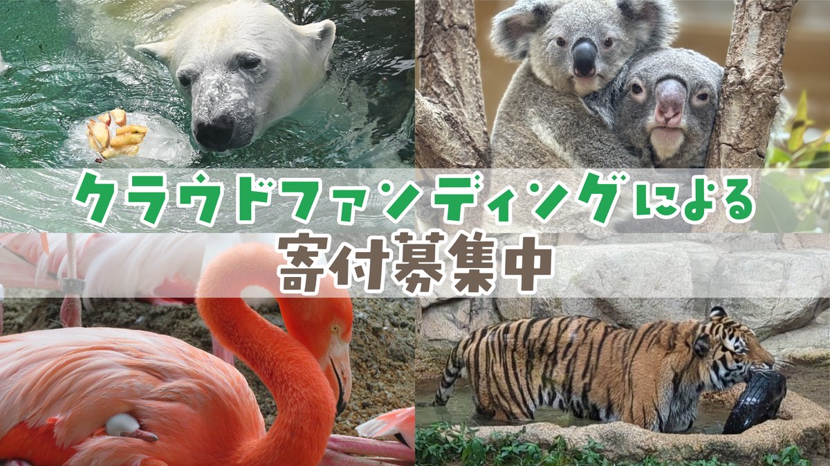 開園から74年。獣舎の老朽化、遊具やエサなどエンリッチメントの導入、物価高によるエサ代の高騰…🍎動物園が直面する課題はたくさんあります😰
課題を解決し、動物たちが元気に暮らしていけるよう、皆様のご支援をお待ちしております‼️🐘🦒✨
furusato-tax.jp/gcf/5030