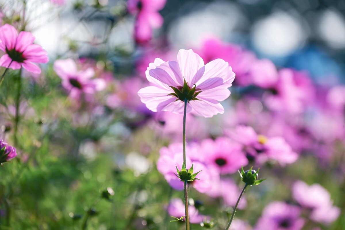 Post by Mavi 💙🌙 on X: 💜💜💜💜