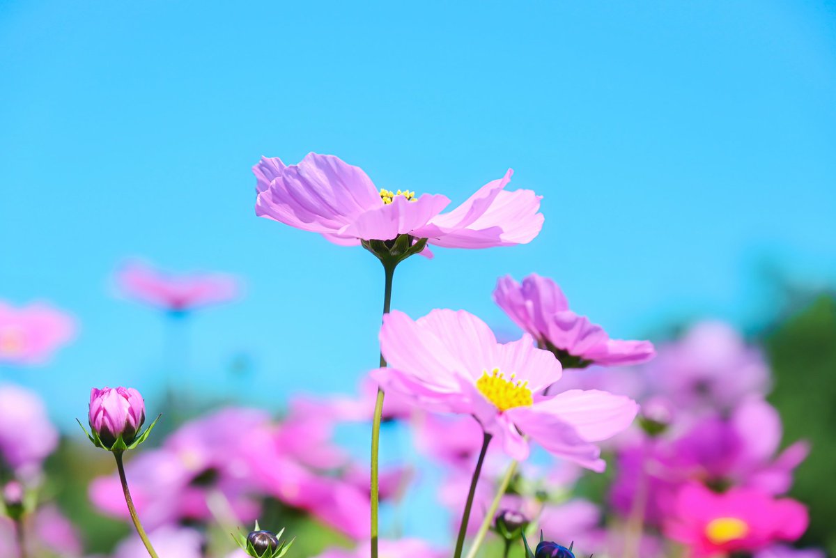 Post by Mavi 💙🌙 on X: 💜💜💜💜