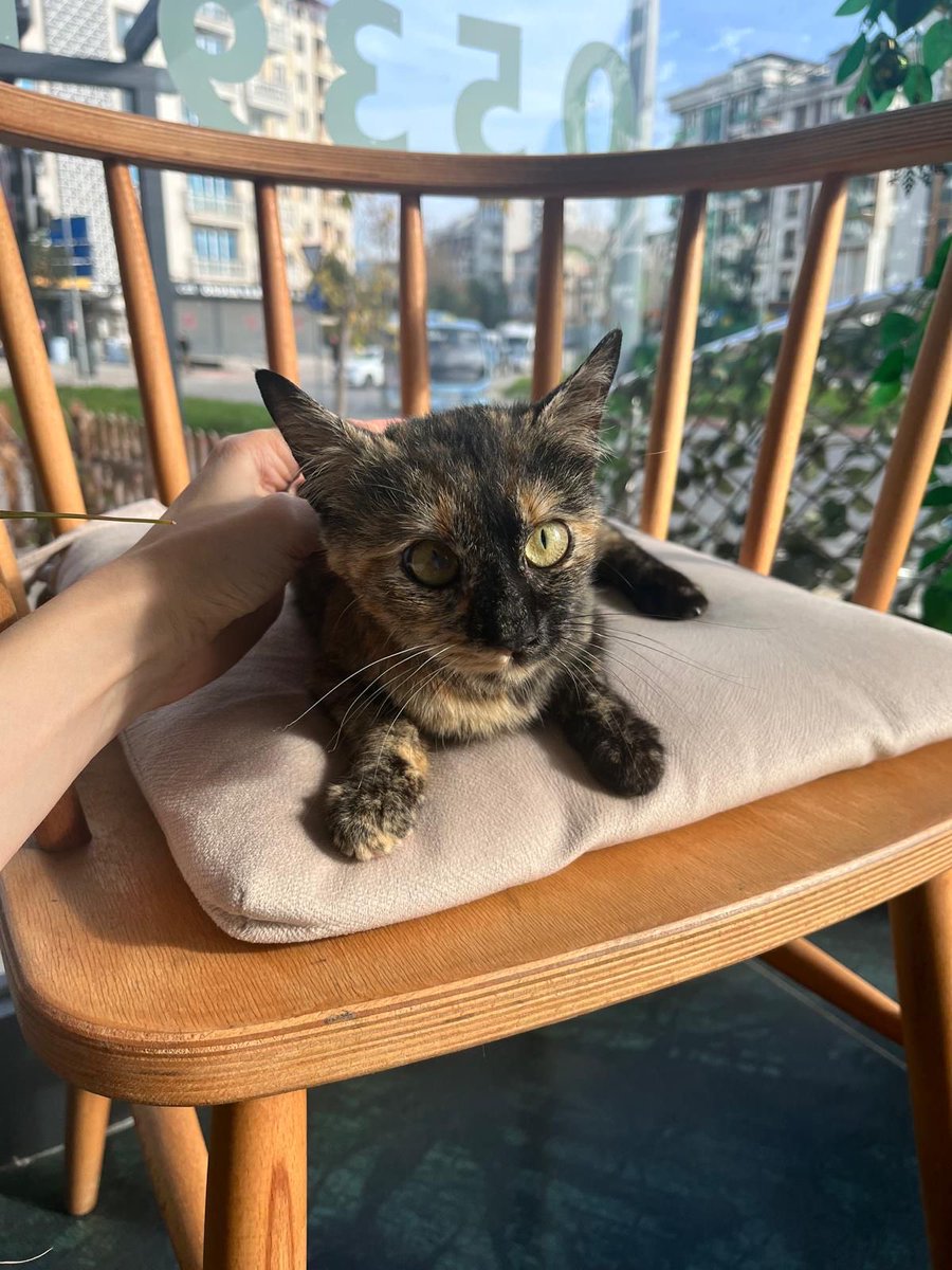 İSTANBUL ACİL GEÇİCİ KALICI YUVA🆘🏡

Çöplük bir bölgede beslenmeye çalışırken büyük kediler tarafından hırpalanmış.
Gönüllümüz onu bulduğunda burnu akıyor, halsiz ve hastaydı.
Klinikte tedavisi tamamlandı ve artık sağlığı yerinde.

Tekrar aynı zorlu ortama dönmesin, güvenli bir