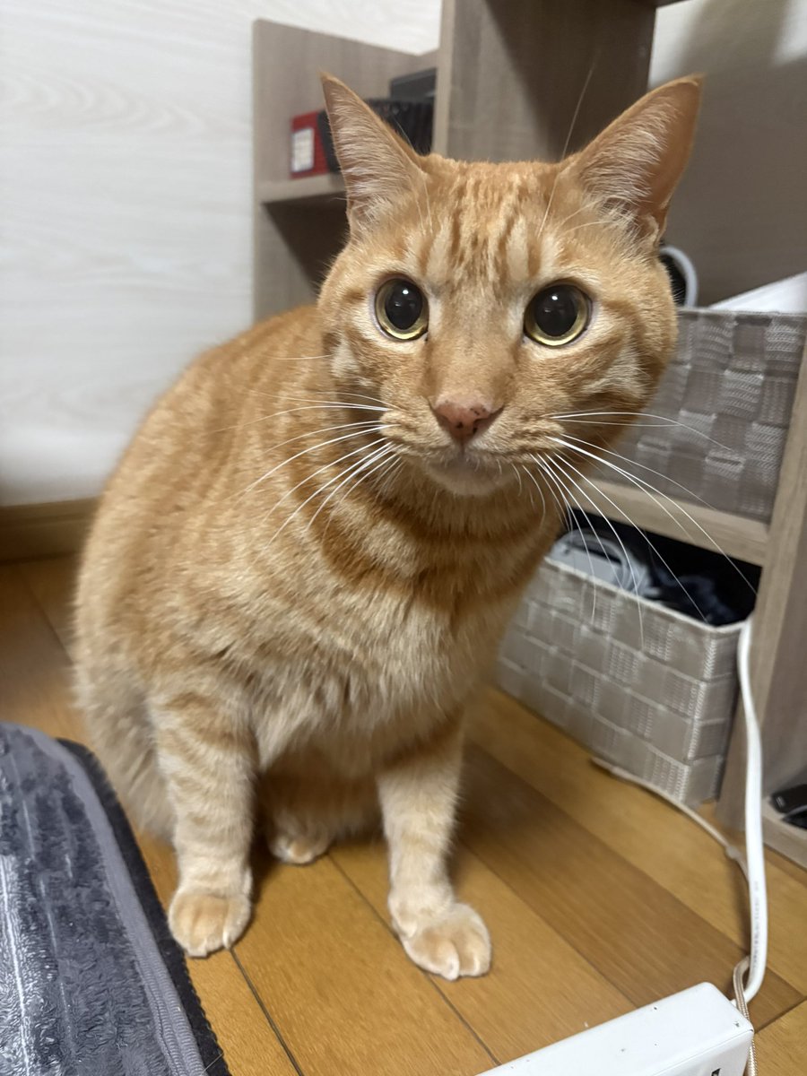 虎丸 (@toramaru7703) / Posts / X