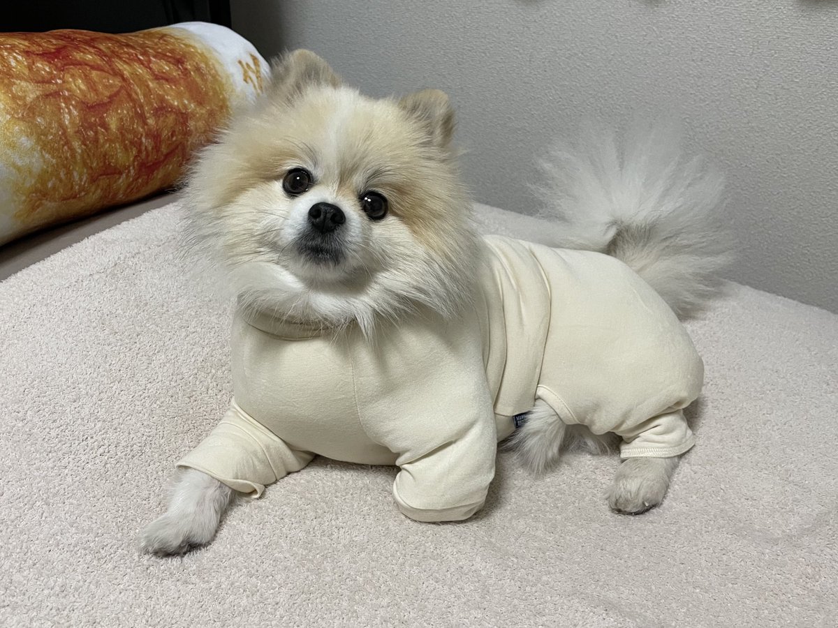 ちくわ(ぽめ) (@chikuwa_pome222) / Posts / X