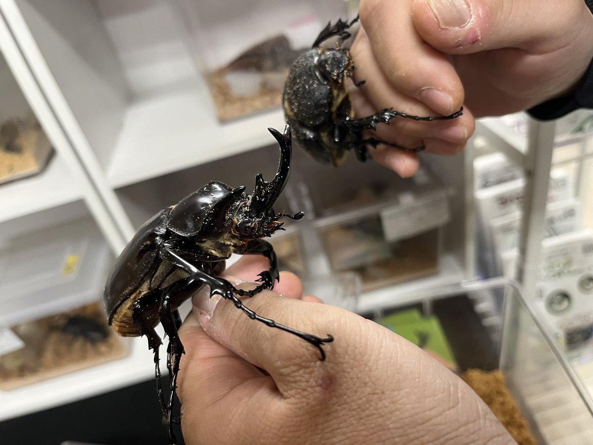 タイスケ🌿クワカブテラリウムラボ (@taisuke_kwkb) / Posts / X