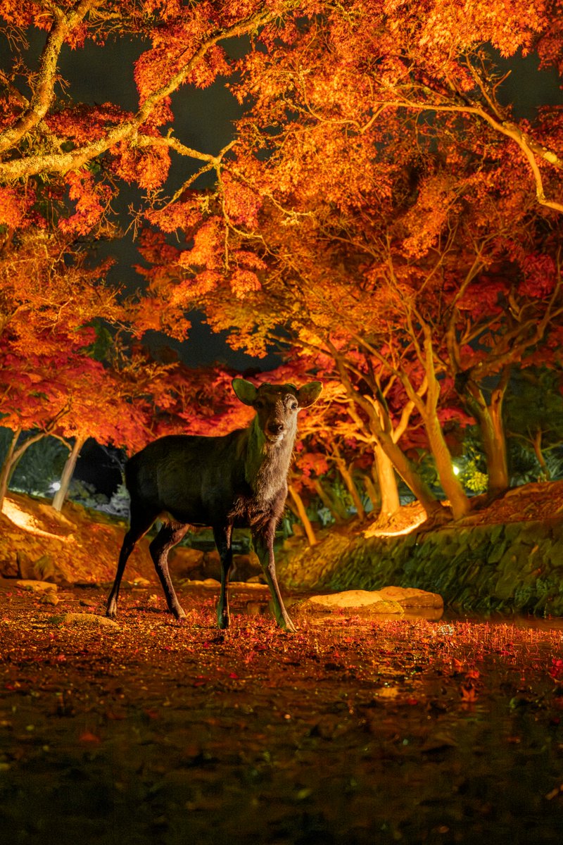 へたっぴ写真家 (@v0_0v______mk) / Posts / X