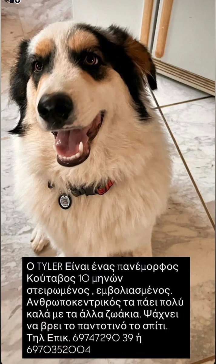 KatKatPt's tweet image. 🆘️🆘️🆘️
Ο Tyler ένας πανέμορφος κουταβος 10 μηνών
Στειρωμενος,εμβολιασμενος,ανθρωποκεντρικος,τα πάει πολύ καλά με άλλα ζωάκια
Ψάχνει το παντοτινό του σπίτι 
Για περισσότερες πληροφορίες επικοινωνία με το τηλ
Rt 🙏 🙏 🙏