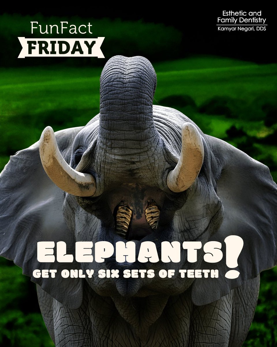🐘 Fun Fact Friday! 🌿

Elephants Get Only Six Sets of Teeth — when the last wears out, every bite matters! 🌾💪

Unlike them, we maintain our smile's strength with simple habits: brushing, flossing, and regular dentist visits. 😁💙

#FunFactFriday #DentalCare