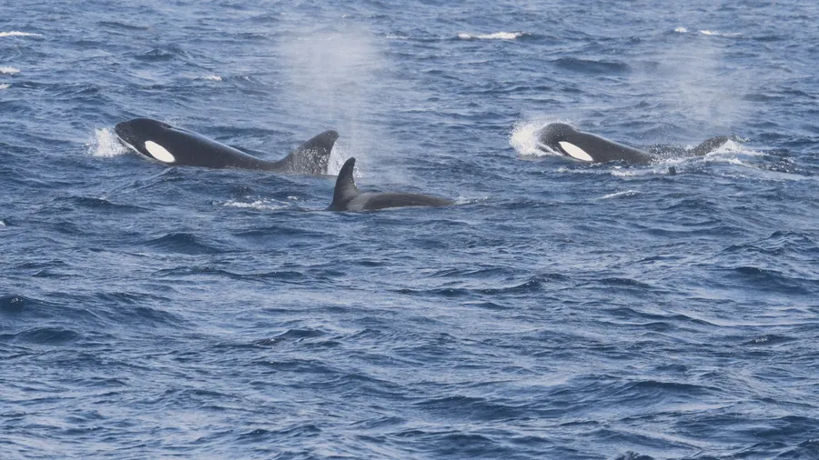 🌊Des orques observées au large de la Martinique, un signe positif pour la biodiversité

➡Une observation qualifiée de rare, sans être exceptionnelle, par les spécialistes

💻📱la1ere.franceinfo.fr/martinique/des…