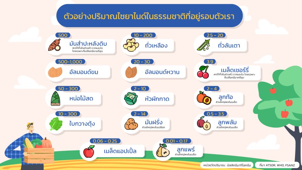 ไซยาไนด์ มีอยู่ในผลไม้ และ ผัก ไม่ได้มีแค่ยาเท่านั้น

#โหนกระแส #ณัฐวุฒิปงลังกา