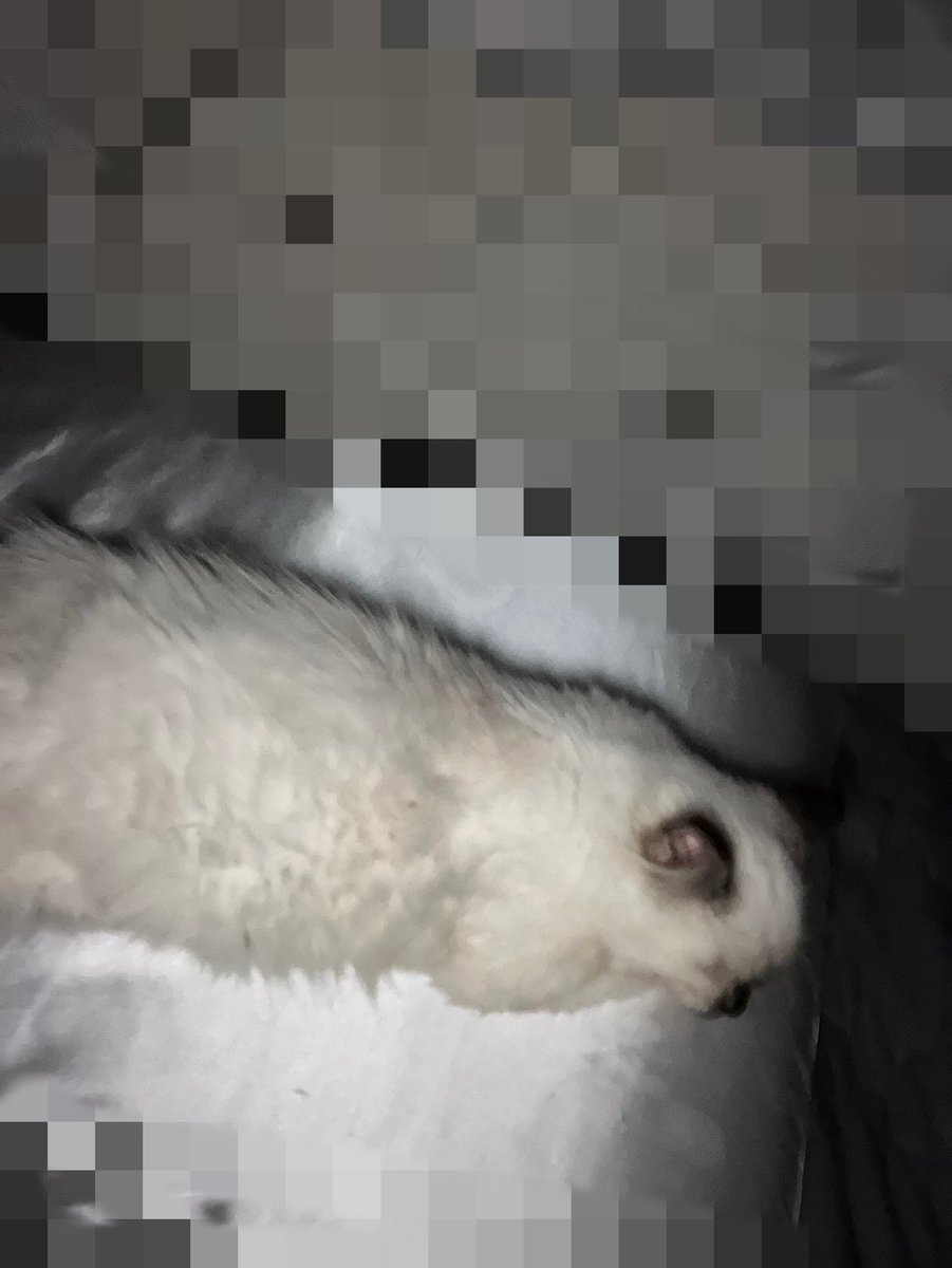 Sachiko (@Sachiko93925320) / Posts / X