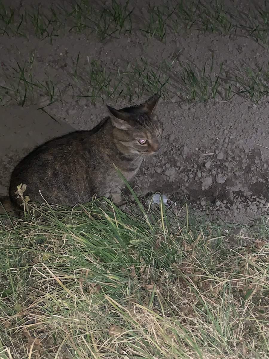 最近可愛がっていた外猫がネズミ食っててばりキモい