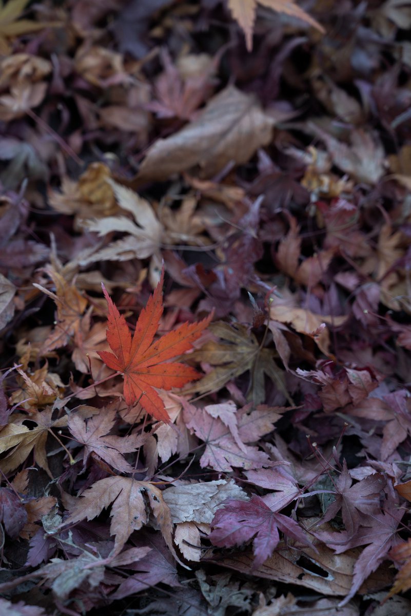 tooopira_tw's tweet photo. 落葉
#紅葉 #秋 #落ち葉
#写真好きな人と繋がりたい
#カメラ好きな人と繋がりたい https://t.co/l1jpmeHL1F
