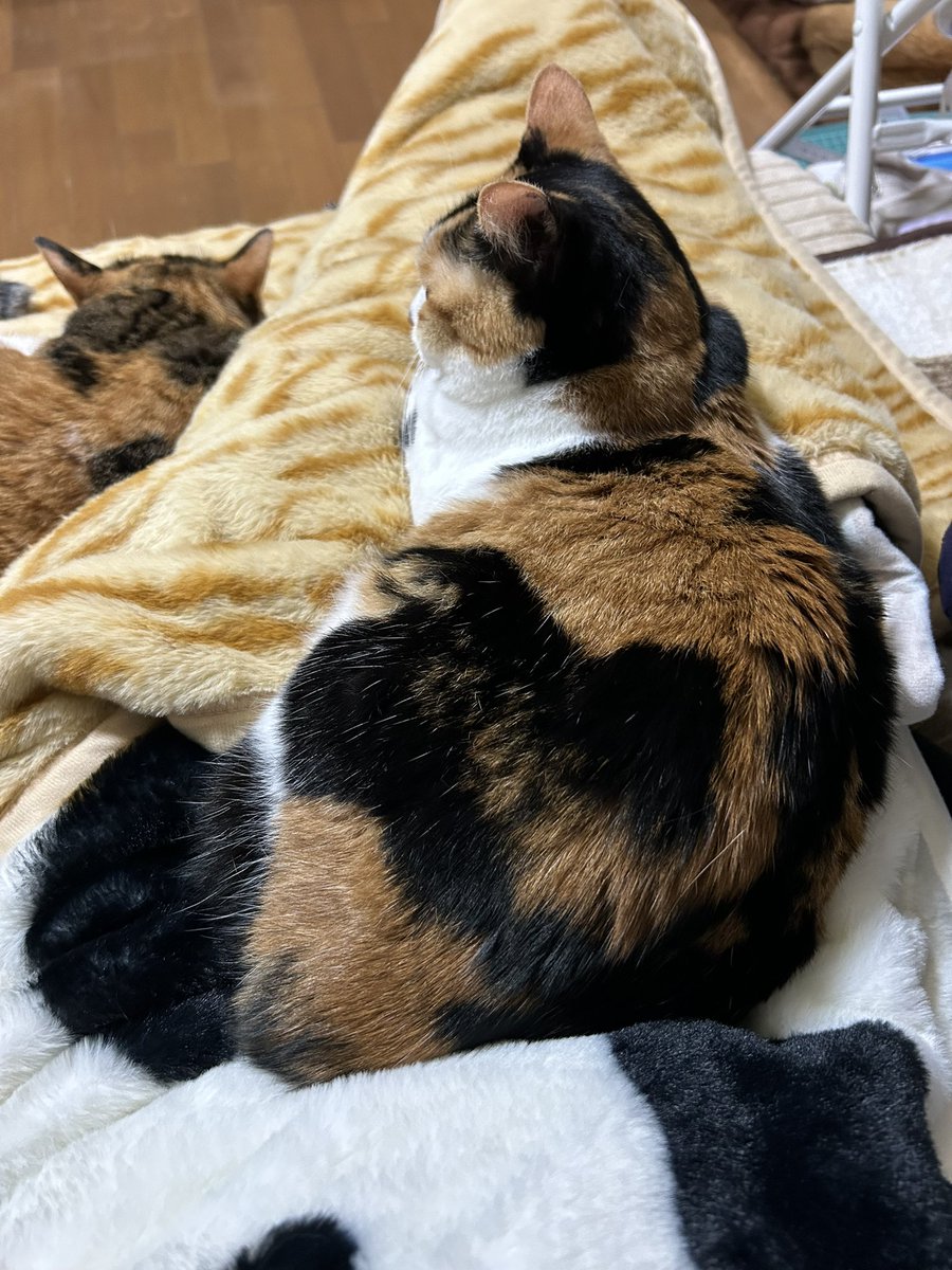 三毛猫~断捨離中~（感謝） 最近、猫あげてなかったなぁ。 実は訳あってFacebookに毎日あげてるの