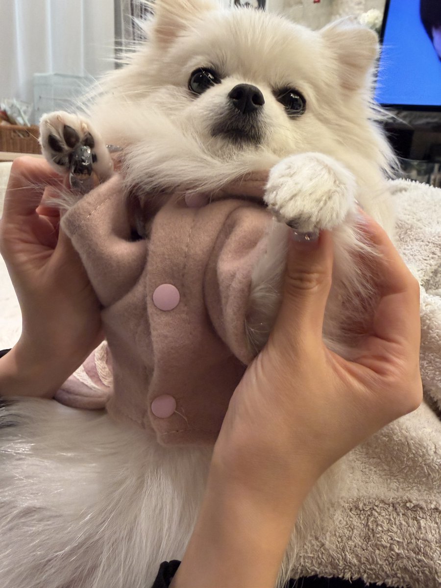 ポメラニアンのえま🐶🍼‎🤍 (@emmapom918) / Posts / X