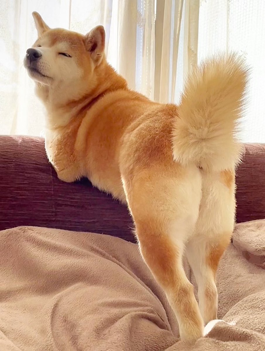 超絶セクシーな犬がおすすめ欄浄化するよ💖