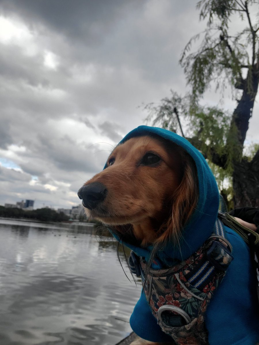 うちの可愛い子達と公園散歩。
やっと寒くなって長い時間歩けるようになった！
#シベリアンハスキー
#ミニチュアダックス
#大濠公園
#福岡犬民