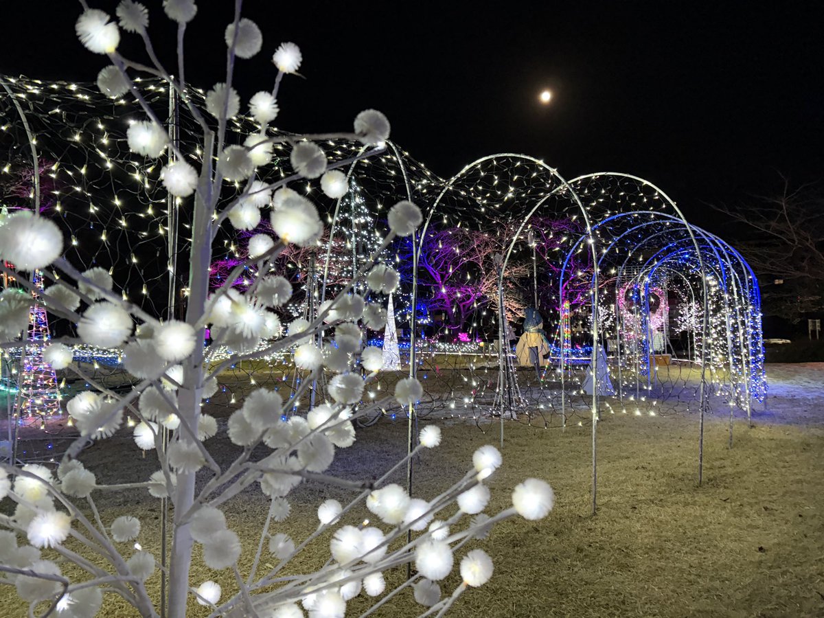 #五戸町
#イルミネーション
本日よりスタート！！

点灯時間は17:00〜21:00
@五戸町図書館前芝生広場