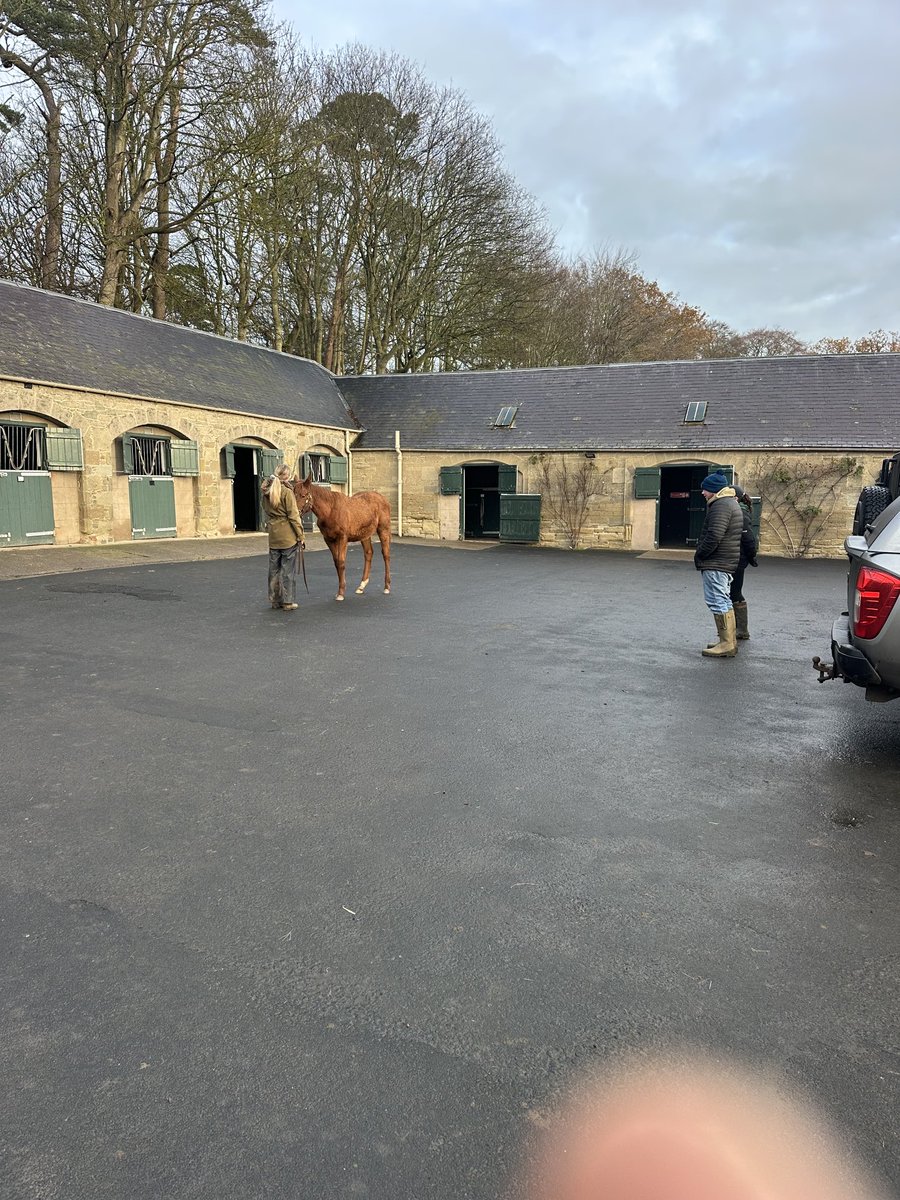Gillonbldstk's tweet photo. After a busy few weeks at the sales looking at foals it’s nice to be home to assess our own stock, starting with this very exciting No Nay Never colt ⁦@coolmorestud⁩ ⁦@SaracenTB⁩ https://t.co/qxMcMdBXpP