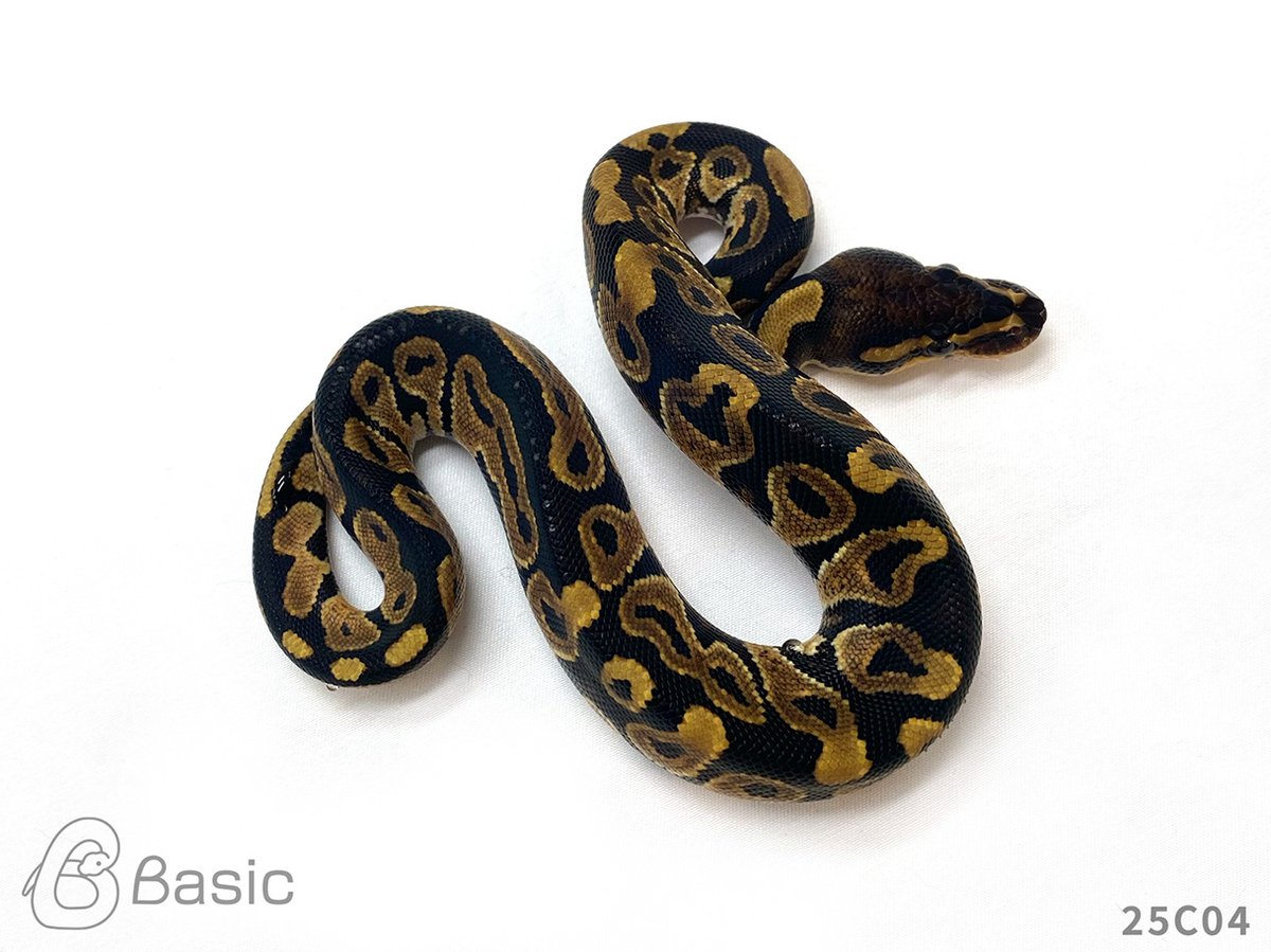 【SOLD OUT】
1.1 Normal 100% Het BlackAxanthic
ペアでのお迎えありがとうございます。

お子さまとも楽しくお話をさせていただきました✨当店はお子さま連れも大歓迎です☺️

これにてHetブラックアザンのペアは完売となりました🙇‍♀️