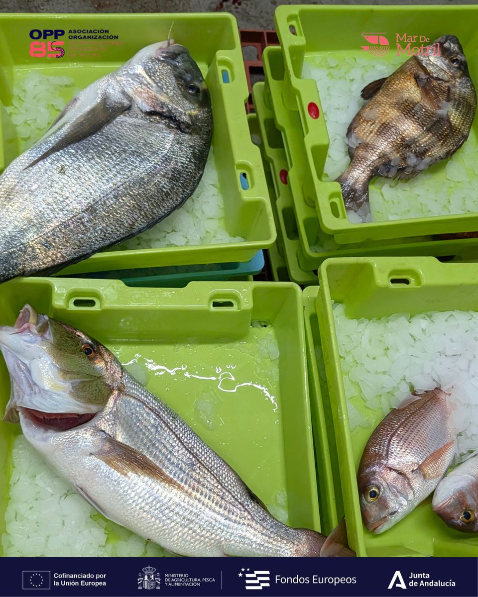 Cada jornada en el mar trae consigo una selección de especies que hacen única nuestra costa.

Cuéntanos qué necesitas y te ayudamos a elegir lo mejor del día.

🤳🏽 624 161 260
💻 lonjamotril.com

Medida 7/7.3.a.5 Nuevas estrategias de comercialización